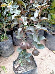 Thai Guava Plant