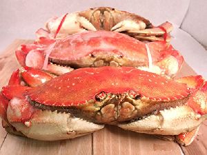 Dungeness Crab