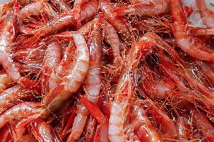 Red Shrimps