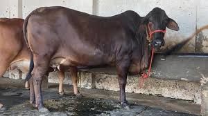 Sahiwal cattle