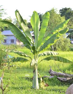 Organic Banana Plant