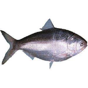 Freshwater Hilsa Fish