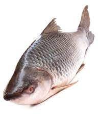 Freshwater Rohu Fish
