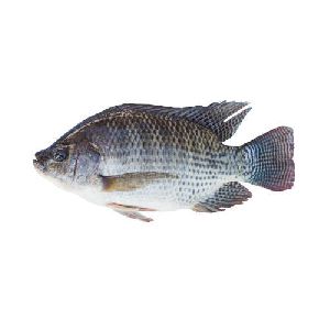 Freshwater Tilapia Fish