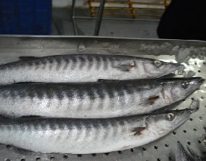 Frozen Barracuda Fish