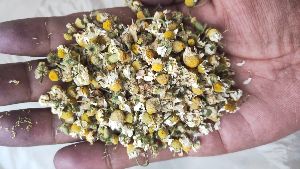 dry chamomile flowers