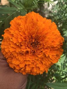 lutein marigold seeds