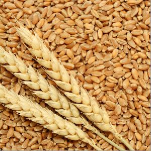 HD-2851 Wheat Seeds