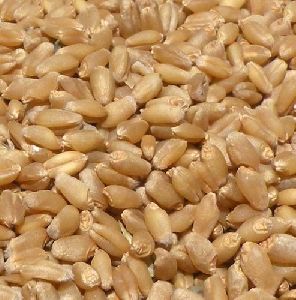 HD-3086 Wheat Seeds