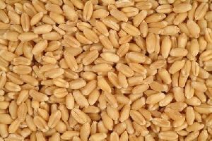 WH-1105 Wheat Seeds