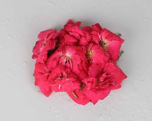 Loose Rose Flower