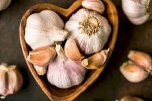 Agrifound White (G-41) Garlic