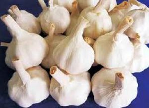 Yamuna Safed-2 (G-50) Garlic