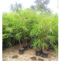Brandisii Bamboo Plant