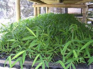 Tissue Culture Bamboo Plant