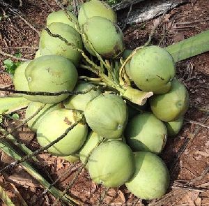 fresh tender coconut