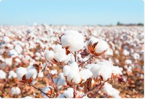 Kesar BGII BT Hybrid Cotton Seeds