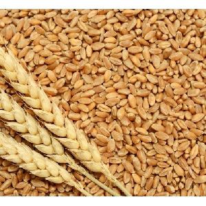 PWH 2141 Wheat Seeds