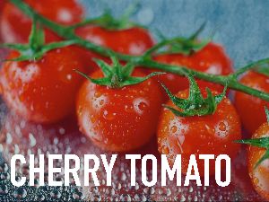 Fresh Cherry Tomato