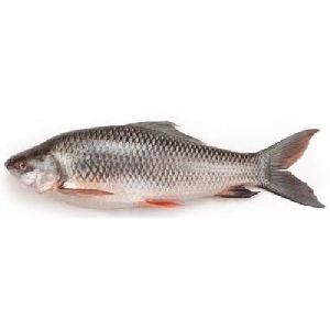 catla fish