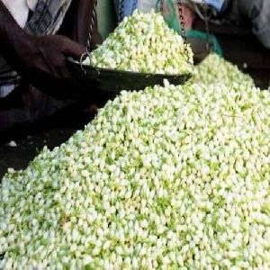 Madurai Jasmine Flower