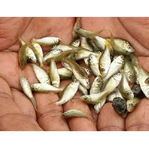 1.5 Inch Katla Fish Seeds