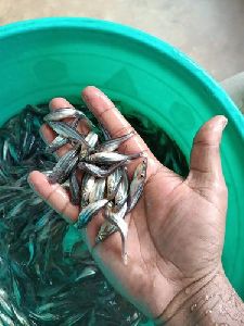 Black Pangasius Fish Seeds