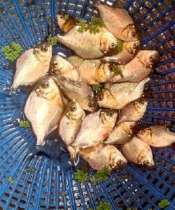 Cyprinus Rupchanda Fish Seeds