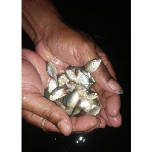 Fresh Rupchanda Fish Seeds