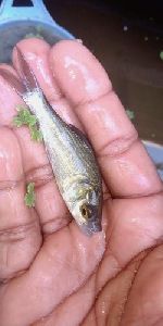 Silver Katla Fish Seeds