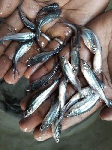 Silver Pangasius Fish Seeds
