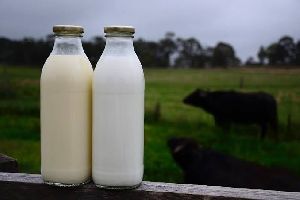 Buffalo milk pure