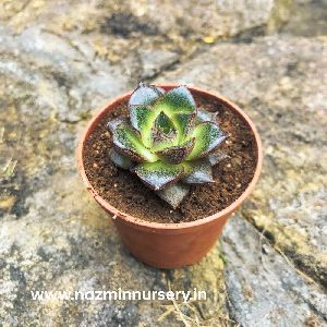 Echeveria Purpusorum Plant