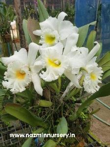 White Cattaleya hybrid Plants