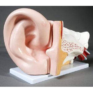 Ear model