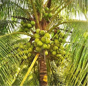 coconut plant