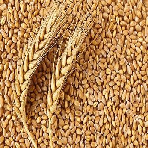 Animal Feed Wheat