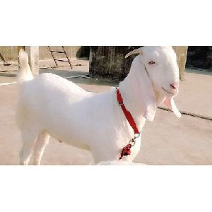 Live Jamunapari Goat