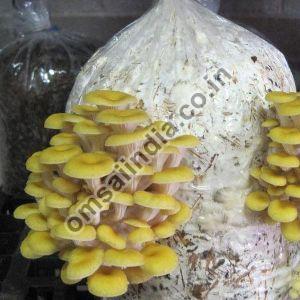 Yellow Oyster Mushroom Spawn