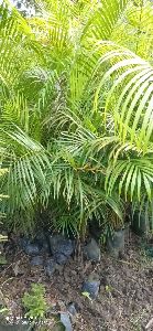 Areca Palm Plant