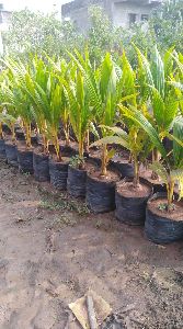 Coconut Hybrid Plant