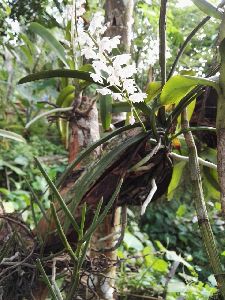 Orchid Flower Plant