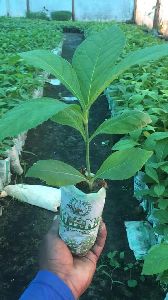 Tissue Culture Teak Plant