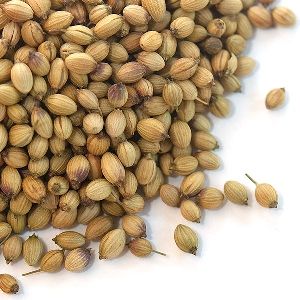 coriander seeds