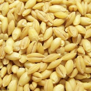 Dehusked Barley Grain