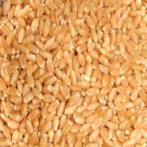 Lokwan Wheat Grain