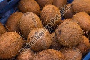 Brown Raw Coconut