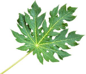 Carica Papaya Leaf Extract