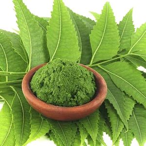 Neem Leaf Extract (Azadirachtaindica)