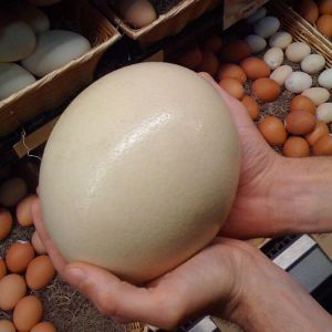 Ostrich Egg In Usaostrich Egg Manufacturers Suppliers In Usa
